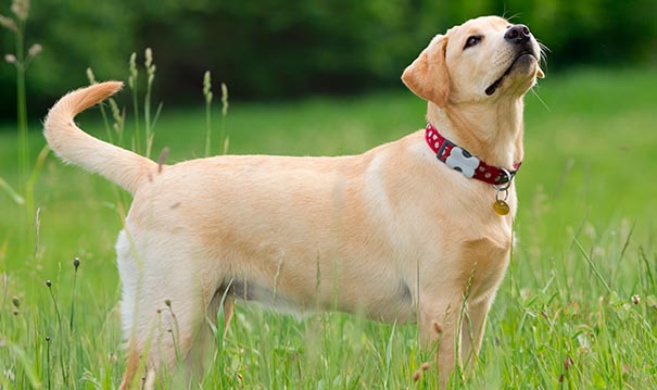 Dora, la chienne de Magali