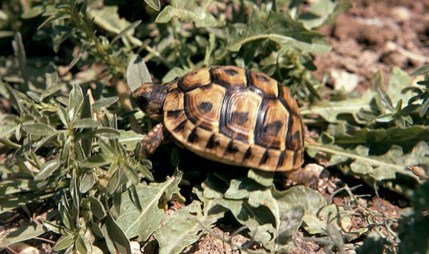 Maxi, la tortue de Gino.