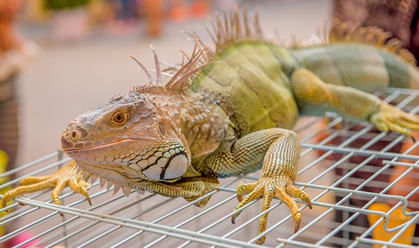 Rex, l’iguane de Gino.